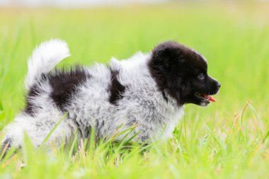 sevimli Elo köpek çayır üzerinde yürüyor