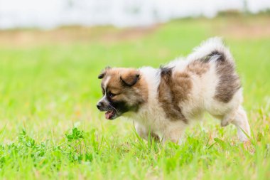 sevimli Elo köpek çayır üzerinde yürüyor
