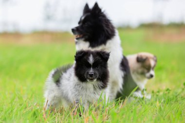 Annesi onu kukla bir çayır üzerinde Elo köpekle
