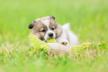 bir oyuncakla oynayan sevimli bir Elo köpek resmi