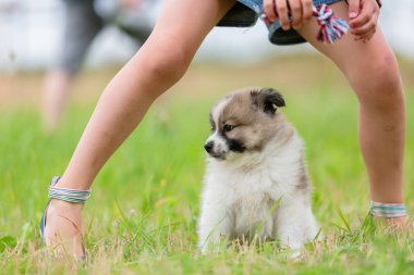 Çocuk açık havada şirin bir Elo köpekle oynar