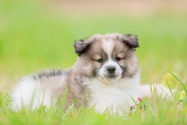 çayır üzerinde şirin bir Elo köpek portre resmi