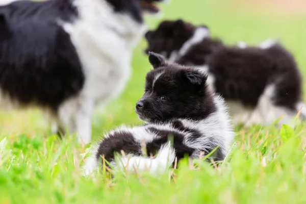 Portret Foto Van Een Schattige Puppy Elo Weide — Stockfoto