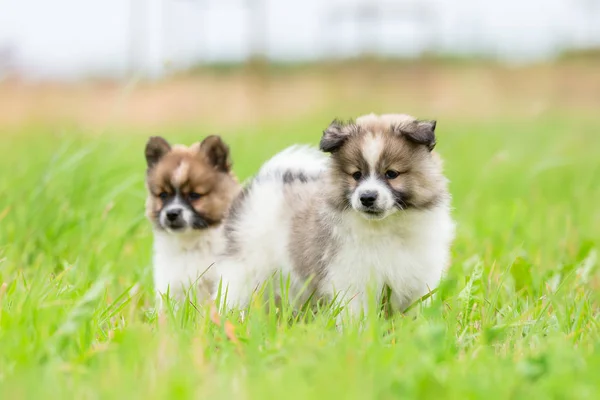 Foto Van Twee Elo Puppies Die Staan Het Gras — Stockfoto