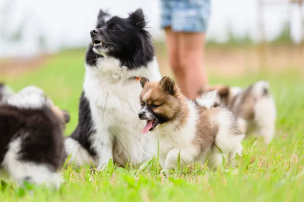 Onu Kukla Bir Oyuncakla Ile Oynayan Bir Elo Anne Köpek — Stok fotoğraf