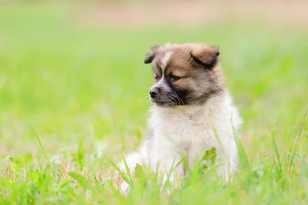 Portrait Joli Chiot Elo Sur Prairie — Photo