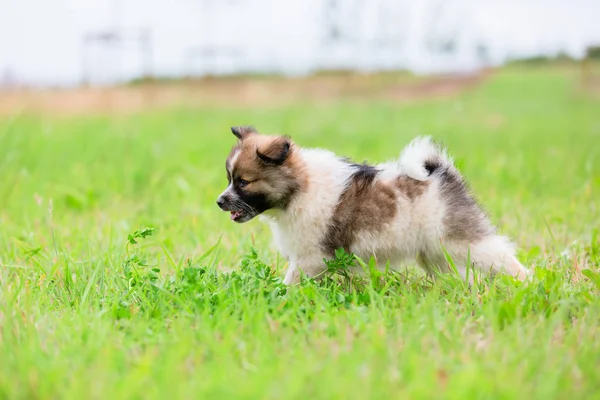 Mignon Chiot Elo Est Cours Exécution Sur Pré — Photo