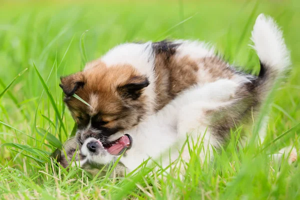 Two Cute Elo Puppies Fighting Each Other — Stock Photo, Image