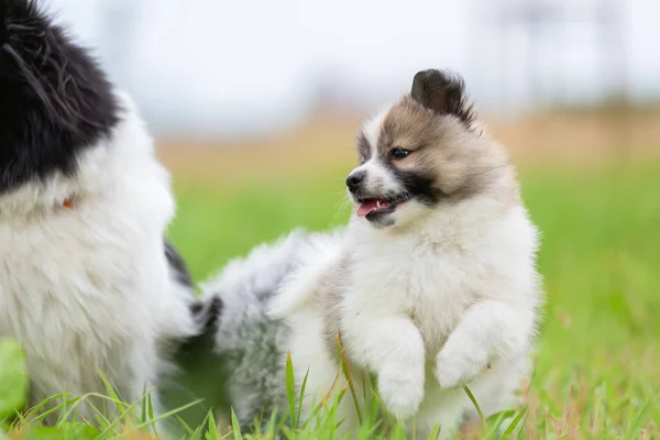 可爱的小狗跑在草地上 — 图库照片