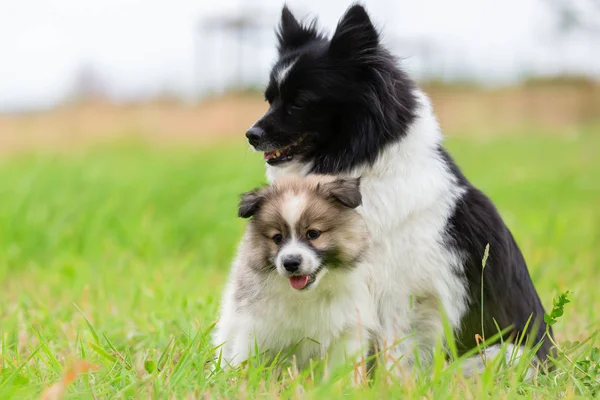 Annesi Onu Kukla Bir Çayır Üzerinde Elo Köpekle — Stok fotoğraf