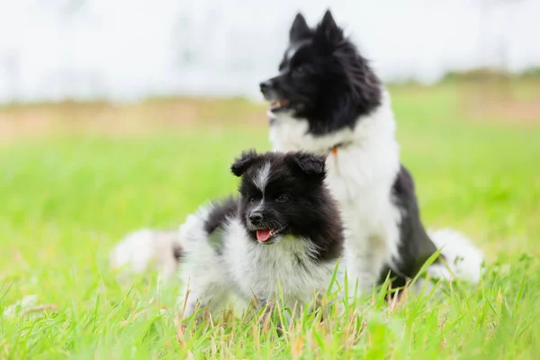 Mutter Elo Hund Mit Ihren Welpen Auf Einer Wiese — Stockfoto