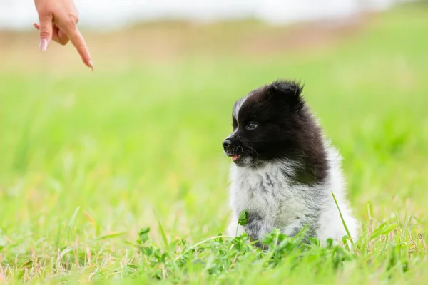 Person Gives Finger Command Elo Puppy — Stock Photo, Image
