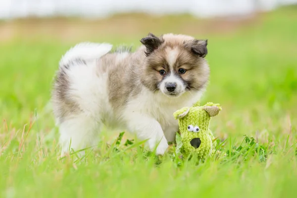 Foto Filhote Cachorro Bonito Elo Que Brinca Com Brinquedo — Fotografia de Stock