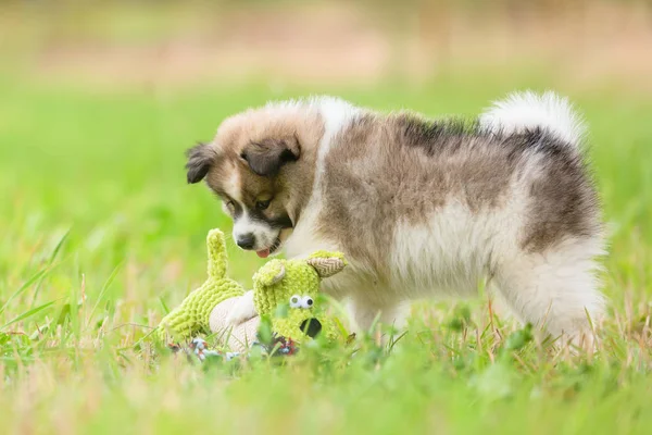 おもちゃをもてあそぶエロのかわいい子犬の画像 — ストック写真