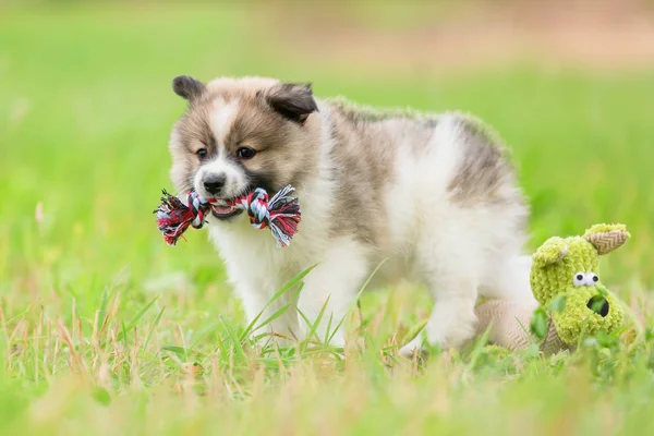 Imagen Lindo Cachorro Elo Que Juega Con Juguete — Foto de Stock