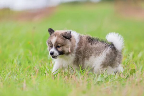 Çayır Giren Şirin Bir Elo Köpek Resmi — Stok fotoğraf