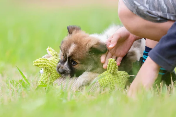 Niño Juega Con Cachorro Elo Aire Libre — Foto de Stock