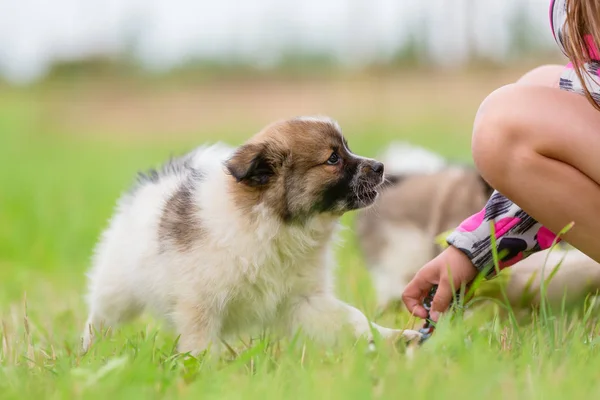 Criança Brinca Com Cachorro Elo Livre — Fotografia de Stock