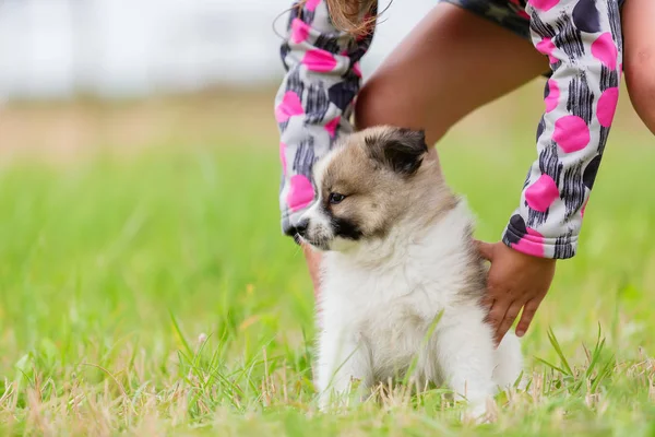 Çocuk açık havada şirin bir Elo köpekle oynar