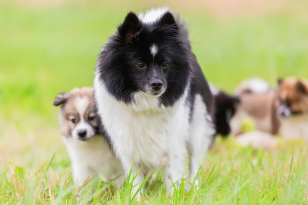 Picture Elo Mother Dog Who Plays Her Puppies Toy — Stock Photo, Image