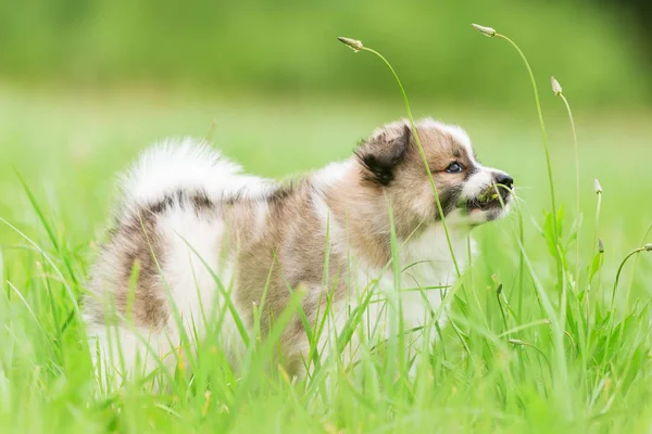 Foto Filhote Cachorro Bonito Elo Que Mastiga Grama — Fotografia de Stock