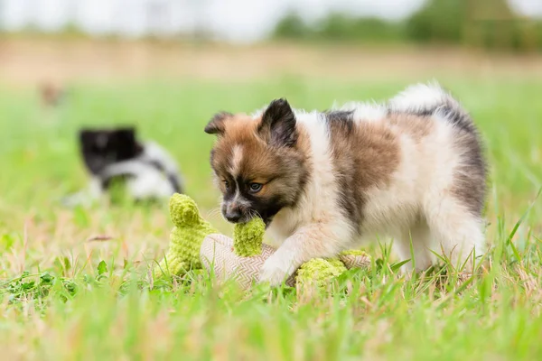 おもちゃをもてあそぶエロのかわいい子犬の画像 — ストック写真