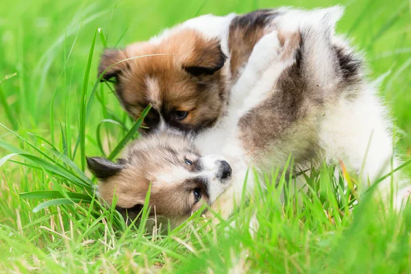 Dos Lindos Cachorros Elo Luchando Uno Contra Otro — Foto de Stock