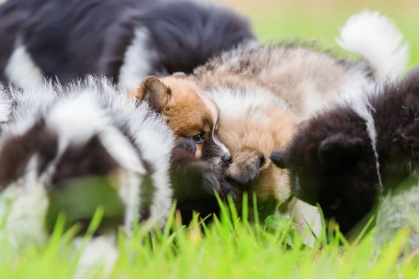 Sekelompok Anak Anjing Elo Yang Lucu Berbaring Satu Atas Yang — Stok Foto