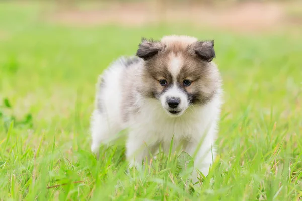 Portrait Joli Chiot Elo Sur Prairie — Photo