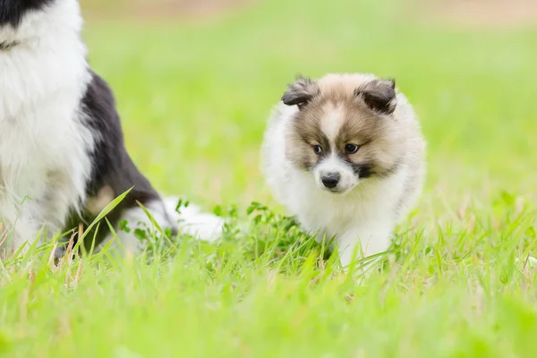 Cute Elo Puppy Walking Meadow — Stock Photo, Image