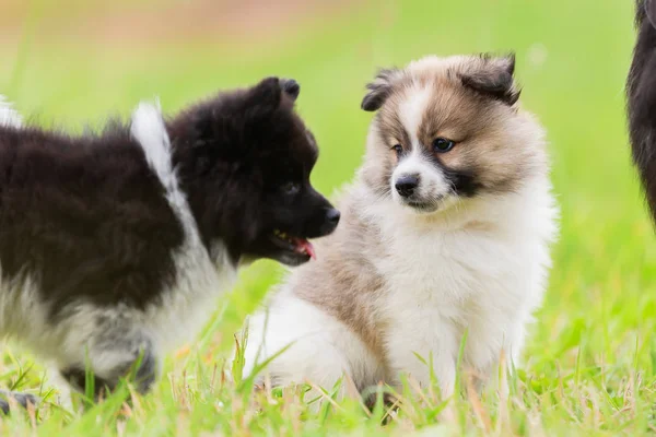 Cute Elo Puppies Playing Meadow — Stock Photo, Image