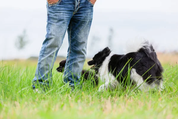 person with Elo dog and puppies on a meadow