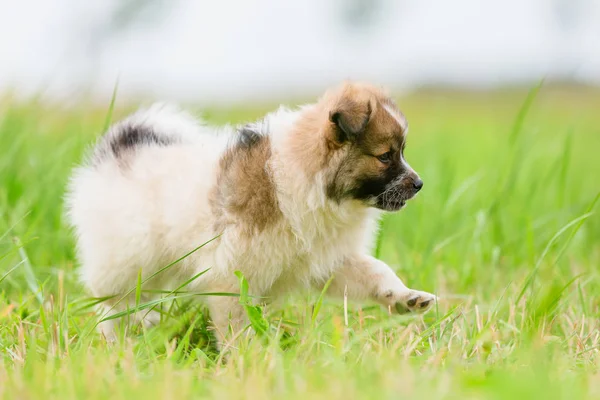 Filhote Cachorro Bonito Elo Está Correndo Prado — Fotografia de Stock