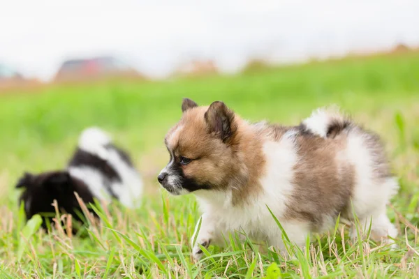 Bild Eines Niedlichen Elo Welpen Der Auf Einer Wiese Spaziert — Stockfoto