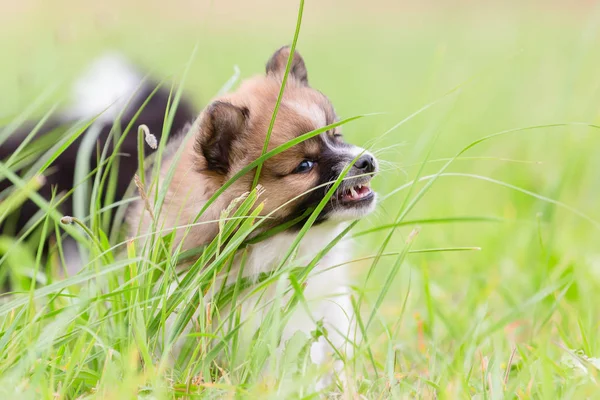 Foto Lindo Cachorro Elo Que Mastica Hierba — Foto de Stock