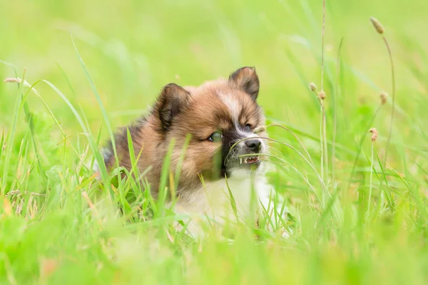 草で咀嚼したかわいいエロ子犬の画像 — ストック写真