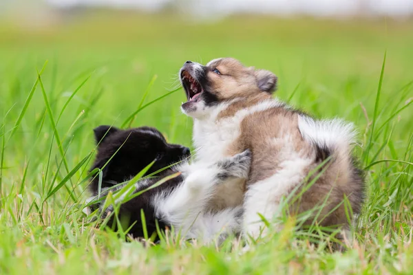 Photo Deux Chiots Elo Qui Battent Dans Herbe — Photo