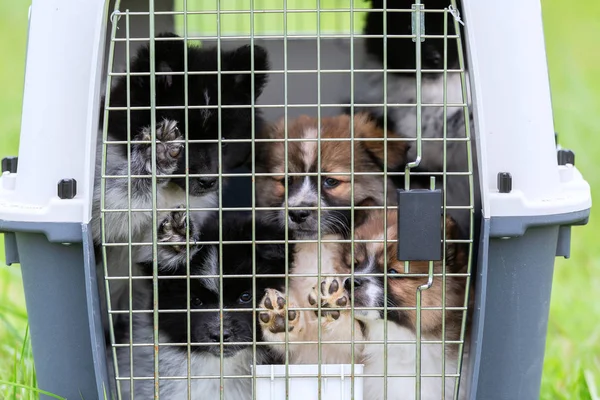 Lindo Elo Cachorros Sentado Transporte Mascotas —  Fotos de Stock
