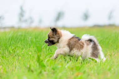 sevimli Elo köpek çayır üzerinde çalışıyor