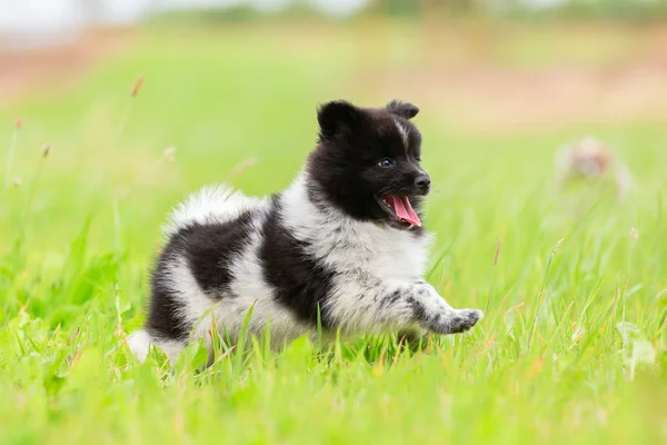 エロのかわいい子犬を草原の上実行しています — ストック写真