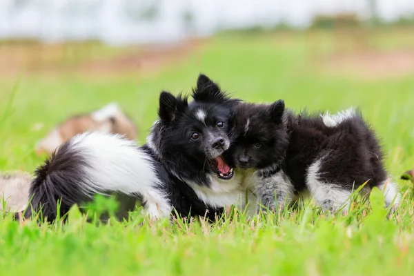 Onu kukla bir oyuncakla ile oynayan bir Elo anne köpek resmi
