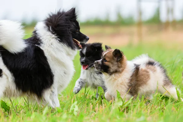 Gambar Seekor Anjing Induk Elo Yang Bermain Dengan Anak Anaknya — Stok Foto