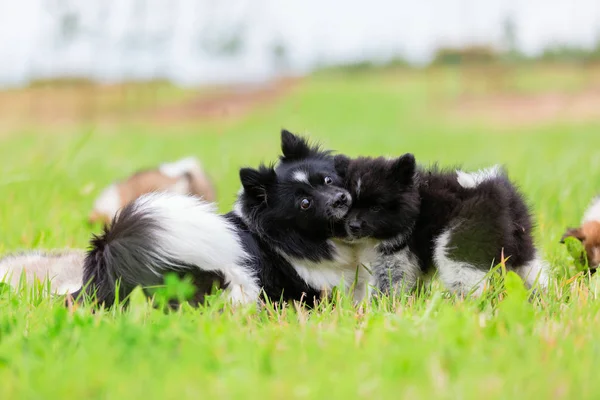 おもちゃで彼女の子犬をもてあそぶエロ母犬の写真 — ストック写真