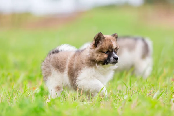 Mignon Chiot Elo Marche Sur Prairie — Photo