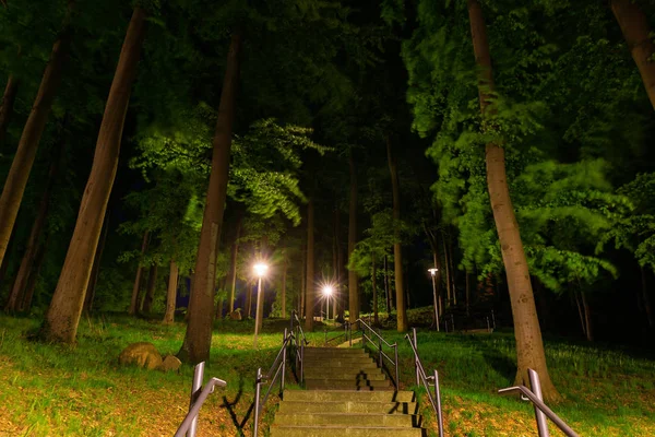 Picture Path Street Lamps Forest Night — Stock Photo, Image