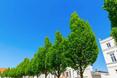 ağaç avenue sirk Meydanı'Putbus, Rügen, Almanya