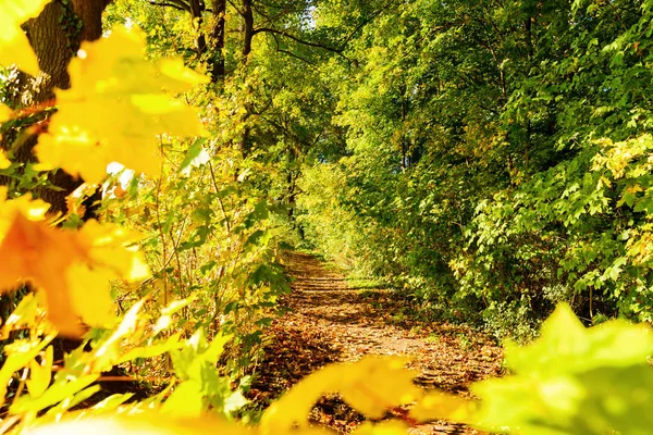 Bir Orman Yolu Ile Sonbahar Renkli Ağaçlar Resmini — Stok fotoğraf