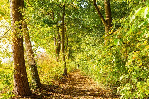 森林小径的图片与秋天颜色的树 — 图库照片