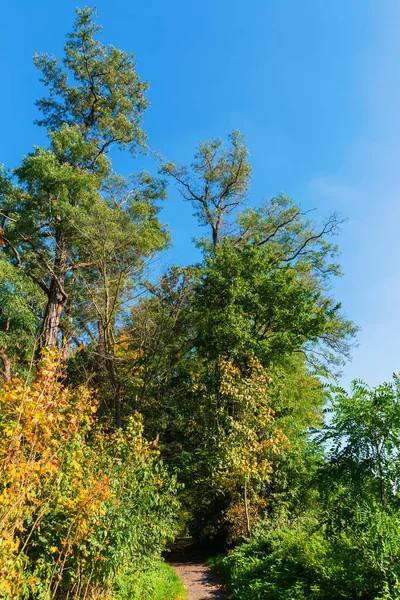 Bir Orman Yolu Ile Sonbahar Renkli Ağaçlar Resmini — Stok fotoğraf