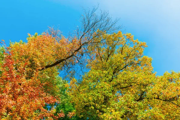 Image Des Arbres Contre Ciel Bleu Avec Des Feuilles Colorées — Photo